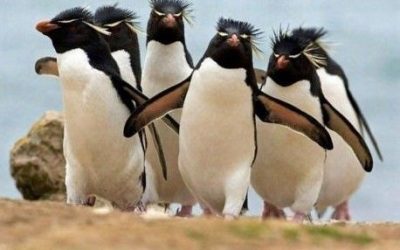 Los Bad Boys del Polo Norte…