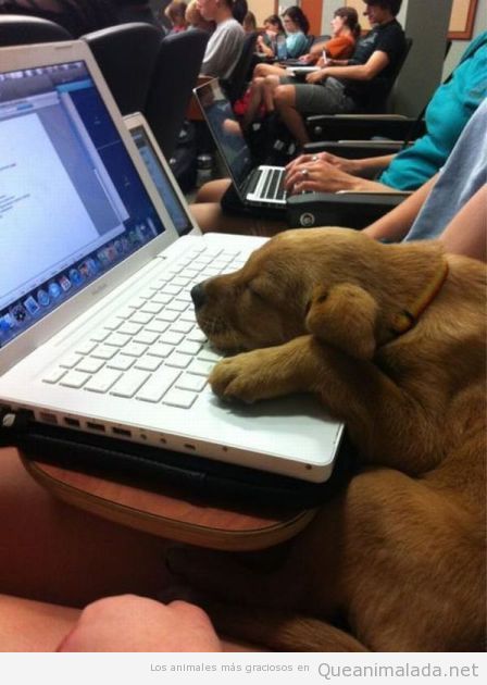 Perro cachorro encima de un ordenador portátil en una clase de la universidad