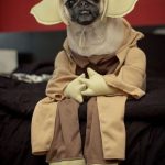 Pug o Carlino con disfraz de Yoda