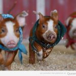 Foto graciosa de carrera de cerdos bebé