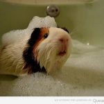 Foto graciosa de un Conejillo de Indias o cobaya dándose un baño de espuma
