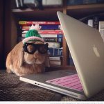 Foto chistosa de un conejo con gafas y gorro de crochet en el ordenador