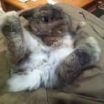 Foto divertida de un conejo con las patas arriba
