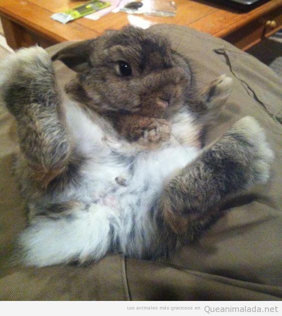 Foto divertida de un conejo con las patas arriba
