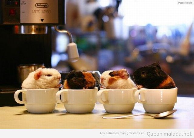 Foto divertida de cuatro conejillos de indias metidos en tazas de café