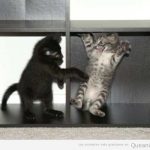 Foto graciosa y tierna de dos gatos pequeños jugando en una estantería