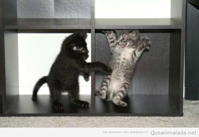 Foto graciosa y tierna de dos gatos pequeños jugando en una estantería