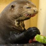 Imagen divertida de una foca comiendo sandía