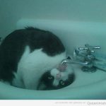 Imagen divertida de un gato bebiendo agua en el lavabo freestyle