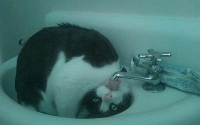 Gatos que beben agua freestyle