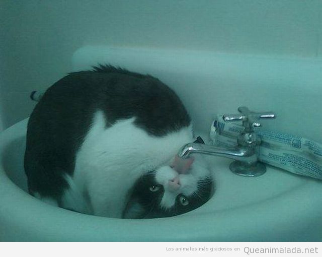 Imagen divertida de un gato bebiendo agua en el lavabo freestyle