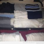 Gato camuflado dentro de una maleta llena de ropa