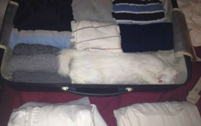 El gato se quiere ir de viaje contigo…