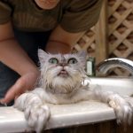 Imagen divertida de un gato en la bañera mojado