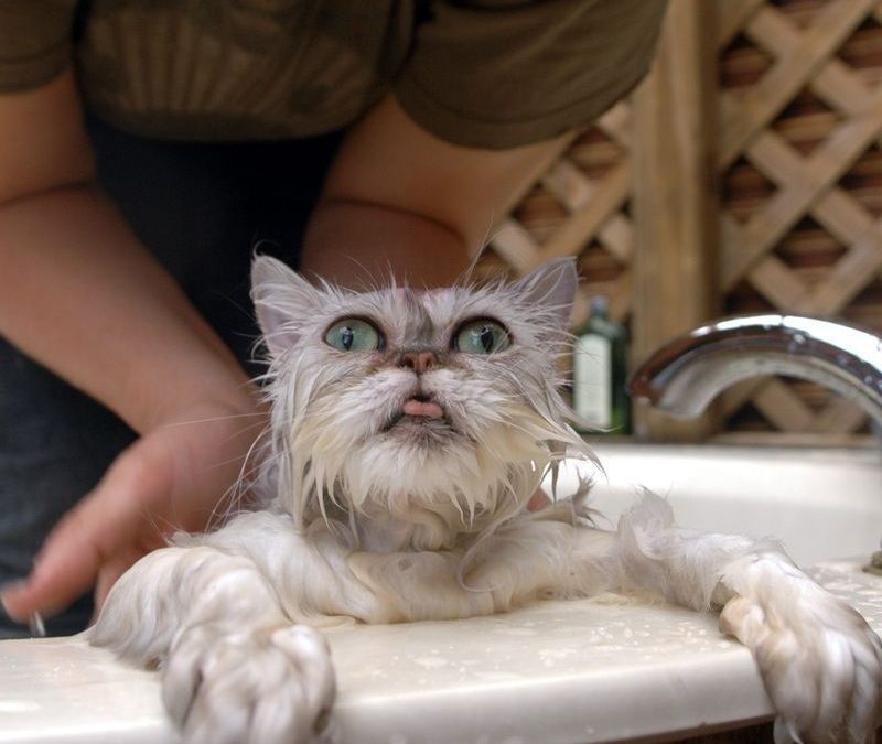 Imagen divertida de un gato en la bañera mojado
