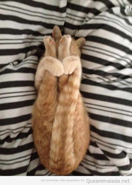 Foto graciosa de gato con patas arriba escondido