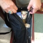 Gato metido en la mochila de colegio de un niño