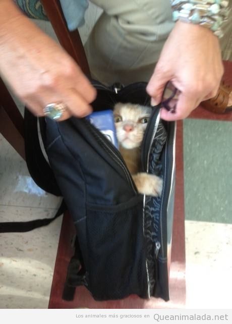 Gato metido en la mochila de colegio de un niño