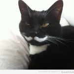 Gato negro, bigote blanco