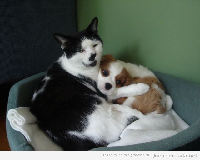 Imagen divertida de un gato abrazando a un perro