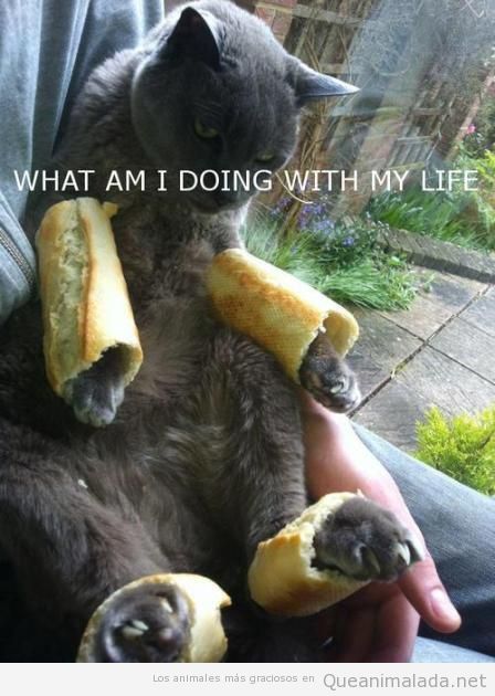Foto divertida de un gato con las patas metidas en barras de pan