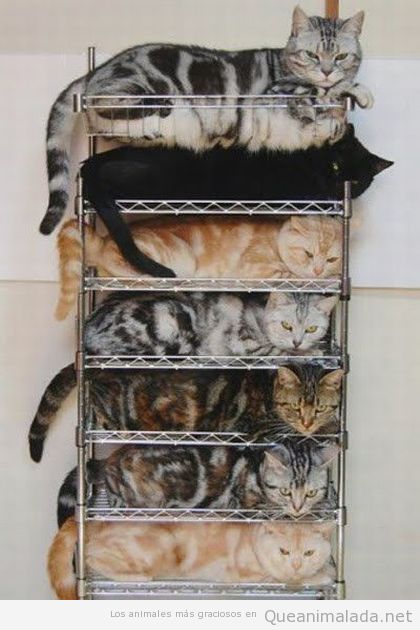 Gatos metidos ordenador en una estantería