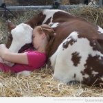 Chica durmiendo la siesta tumbada con una vaca