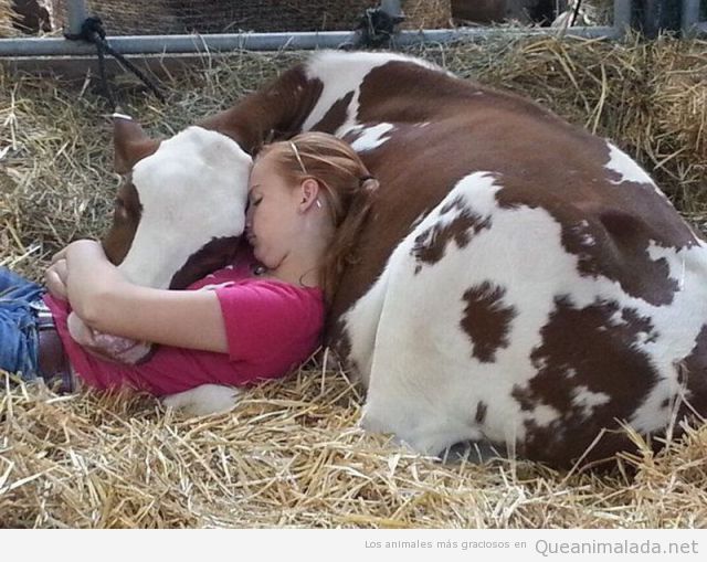 Chica durmiendo la siesta tumbada con una vaca