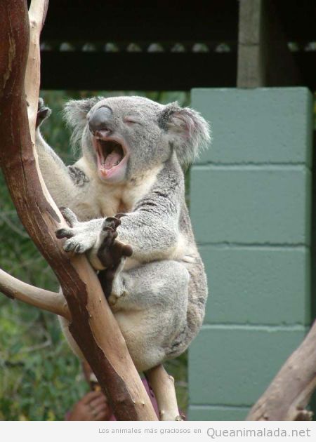 Foto divertida de un koala bostezando