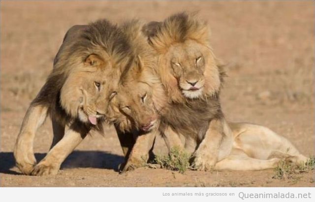 Foto graciosa de leones que parecen borrachos