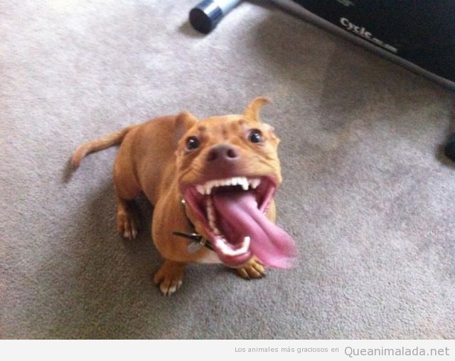 Perro con lengua fuera y cara de loco