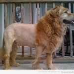 Foto curiosa de un perro con un peinado que parece un león