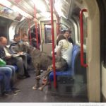 Foto graciosa de un dogo argentino sentado en el metro