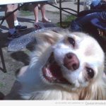 Foto divertida de un perro chistoso que se ríe
