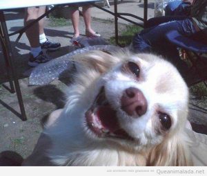 Foto divertida de un perro chistoso que se ríe