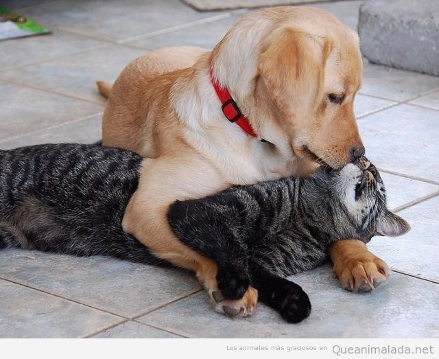 Foto bonita y tierna de un perro abrazando y dando un beso a un gato