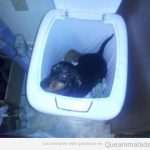Foto graciosa de un perro metido en el cubo de la basura