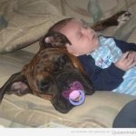 Foto divertida de un perro que le roba el chupete a un bebé