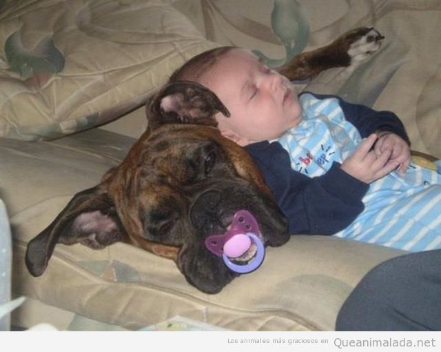 Foto divertida de un perro que le roba el chupete a un bebé