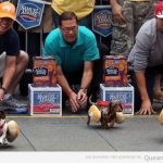 Foto graciosa de perros salchica con panecillos corriendo en el Oktoberfest Cincinnati 2012