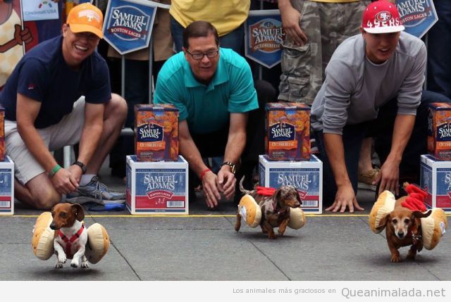 Foto graciosa de perros salchica con panecillos corriendo en el  Oktoberfest Cincinnati 2012