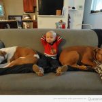 Imagen graciosa de bebé y perros en el sofá
