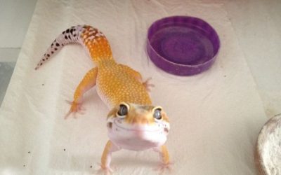 La cara de tu gecko cuando le dices: qué bien te sienta el amarillo