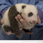 La foto tierna del día: panda recién nacido