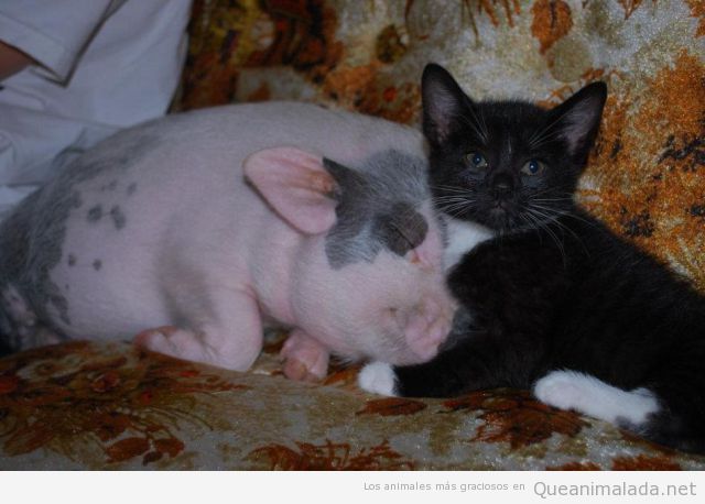 Foto bonita de un cerdo bebé y un gato en el sofá