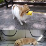 Imágenes divertidas de perros con un pico de pato puesto en el morro