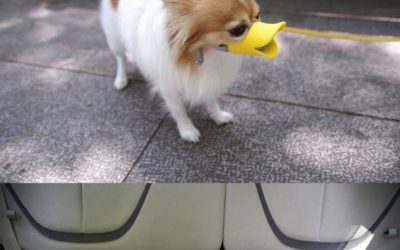 Las patoaventuras