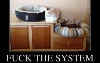 RT si tu gato también es un antisistema