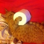 Foto graciosa de un gato con un rollo de papel higi