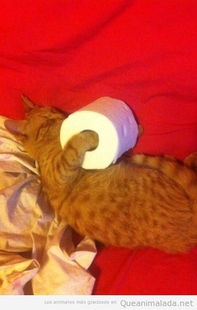 Foto graciosa de un gato con un rollo de papel higienico entre las patas